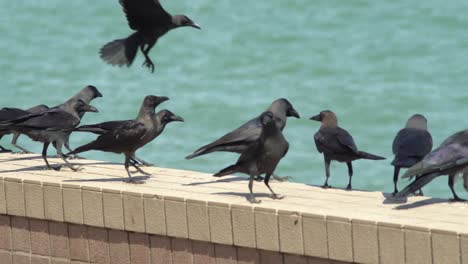 Flock-of-crows-stand-at-concrete